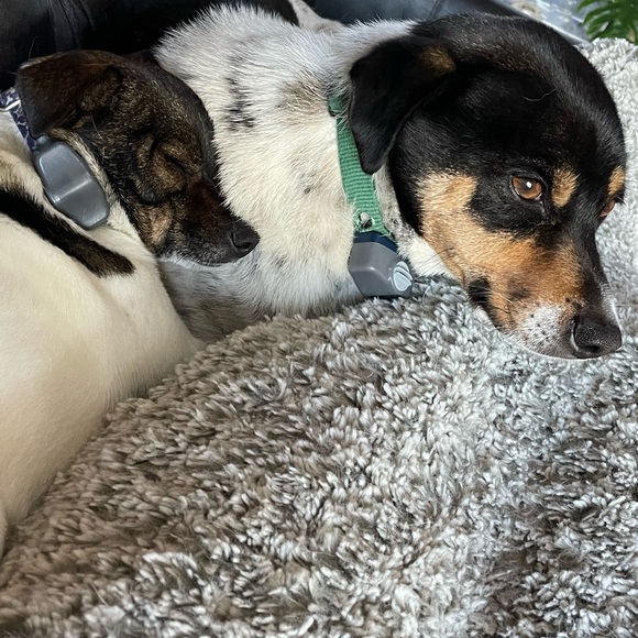 Meet your Posher, Kiera - Picture 1 of 1